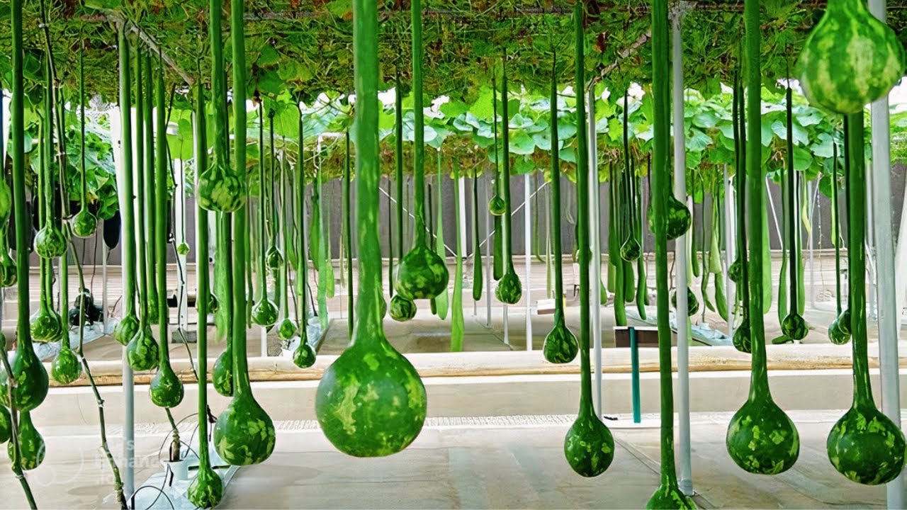 How Grows The Most Expensive Watermelon in The World  Japanese Black Watermelon