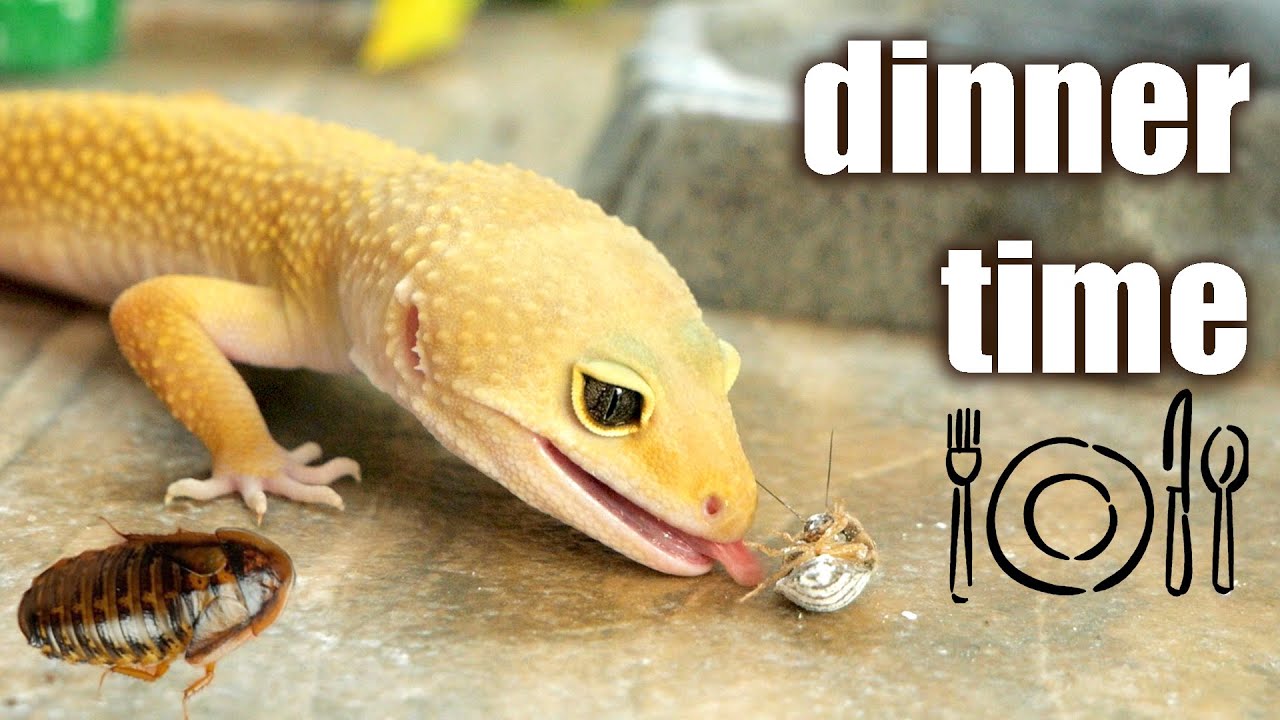 LEOPARD GECKO FEEDING TIME 🍽