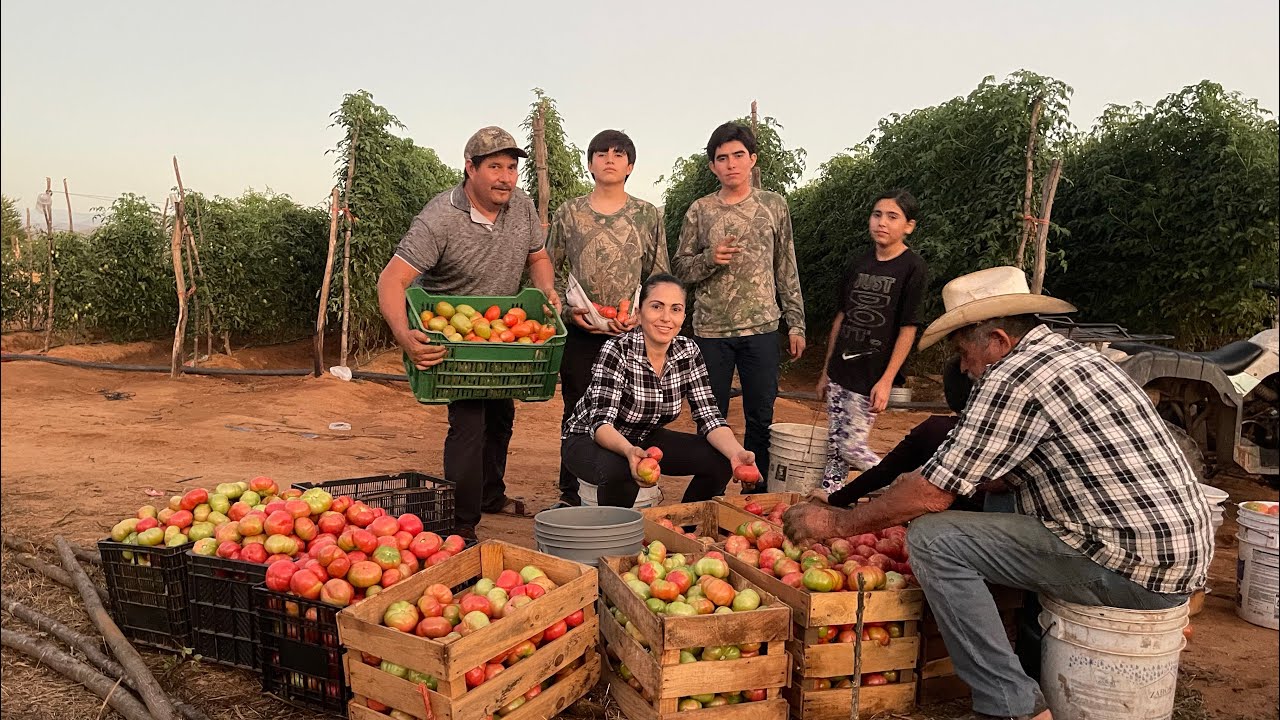 CORTANDO TOMATES 🍅Y DISFRUTANDO DE LA COSECHA EN FAMILIA CON MI HERMANO 