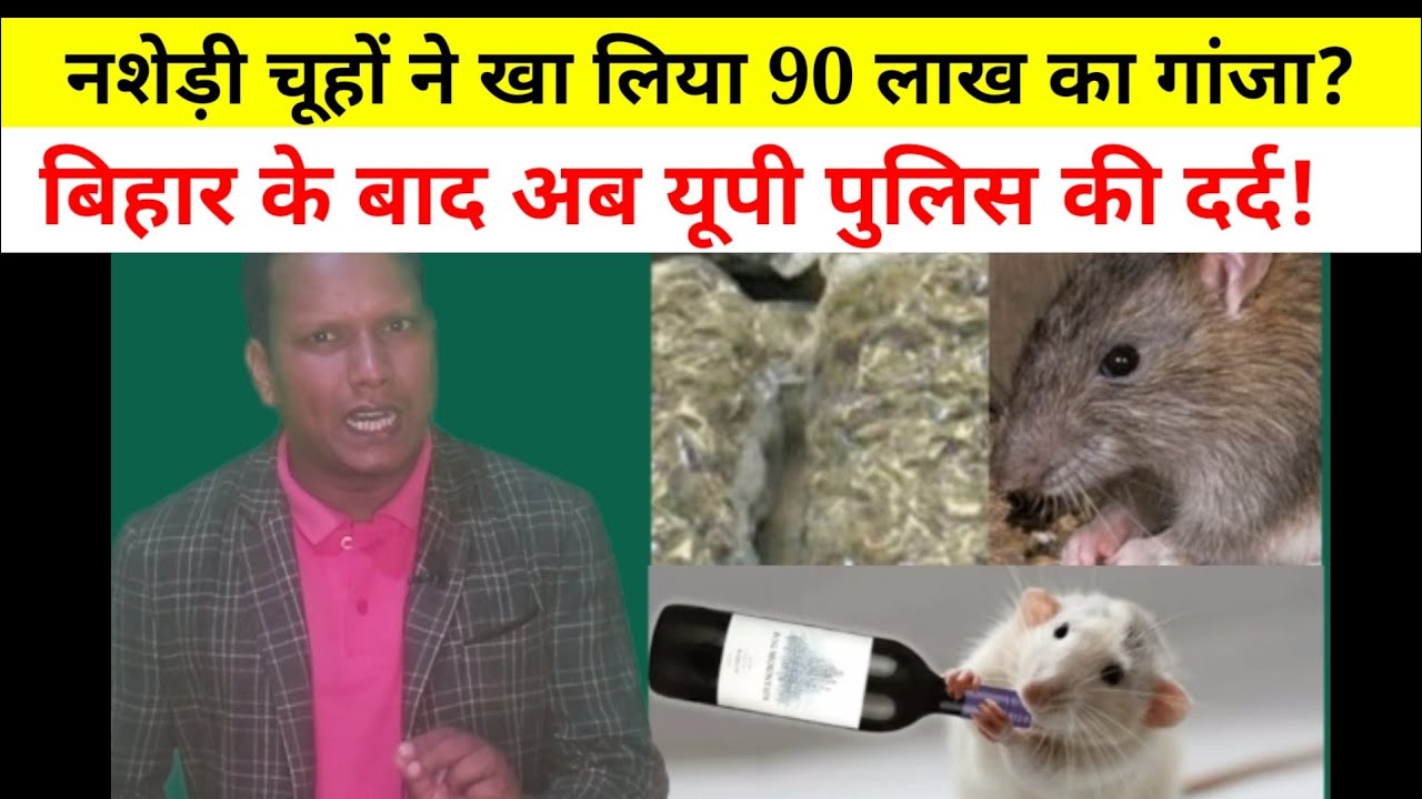 Bihar के बाद अब UP के नशेड़ी चूहे ने 581 किलो गांजा खा गए, पुलिस परेशान॥ WeeHours News॥ जानिए