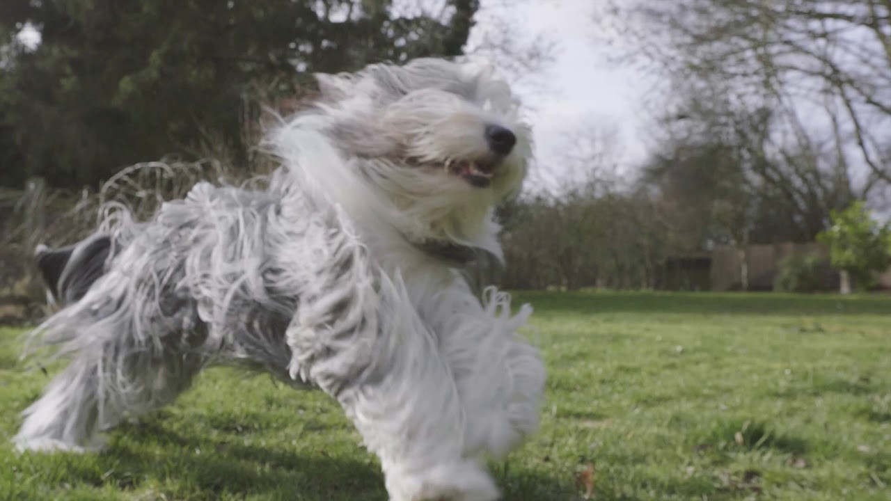 Bearded Collies - Born To Be Wild (GH5 & Sigma 16mm f1.4)