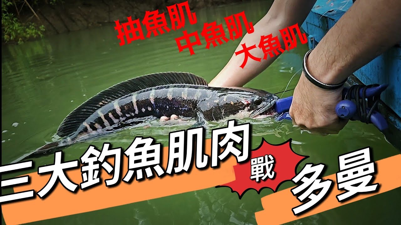 三大釣魚肌肉戰魚虎（小盾鱧） 抽魚肌～中魚肌～大魚肌