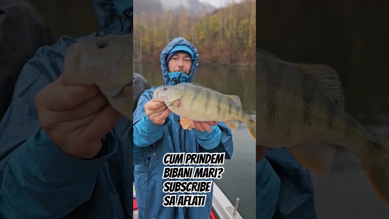 Cum prindem bibani mari? #fish #fishing #pescuit #biban #stiuca #perch #camping #pike