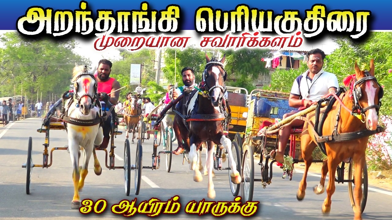 அறந்தாங்கி பெரியகுதிரை பந்தயம் 07/03/2026 #ksk_rekla_race