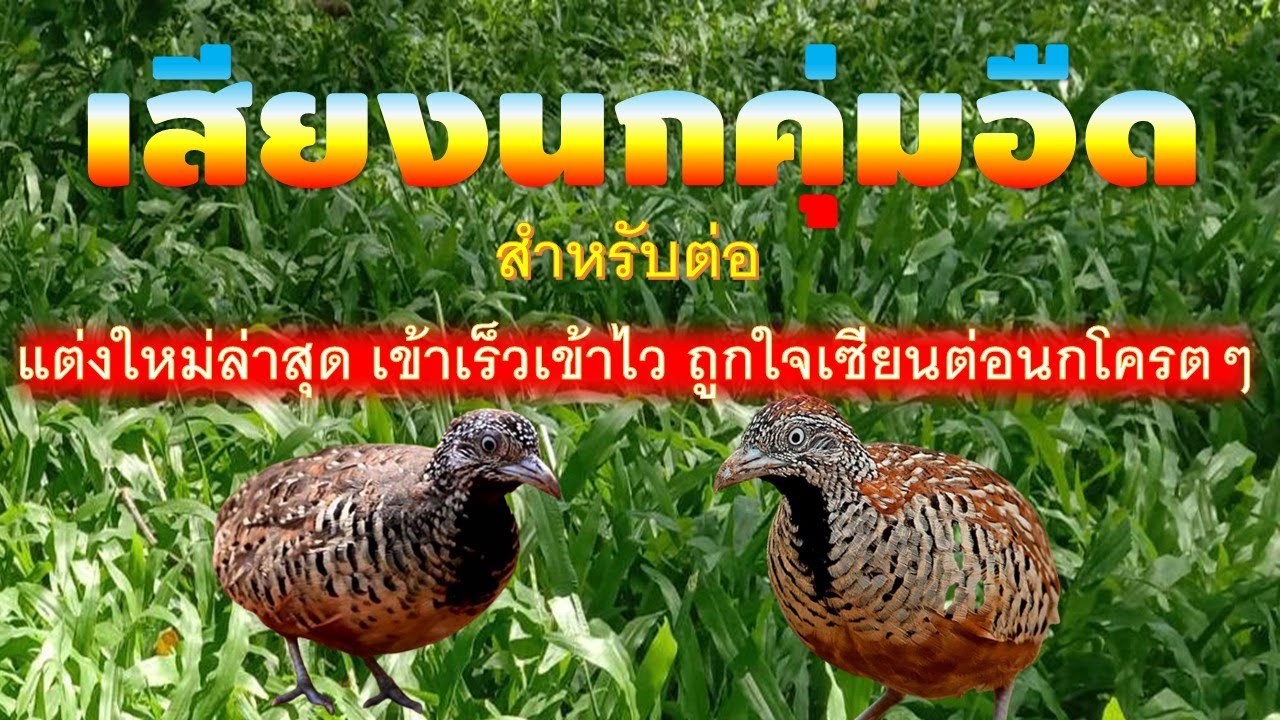 เสียงนกคุ่มอืด, ต่อเนื่องไม่สะดุด, แต่งใหม่ล่าสุด,เข้าเร็วเข้าไว100%  ถูกใจเซียนต่อนกโครตๆ