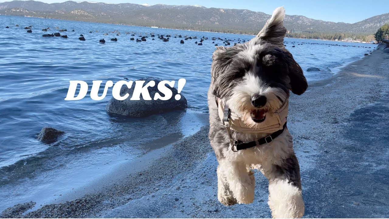 Taking My Dog to a Lake Vacation