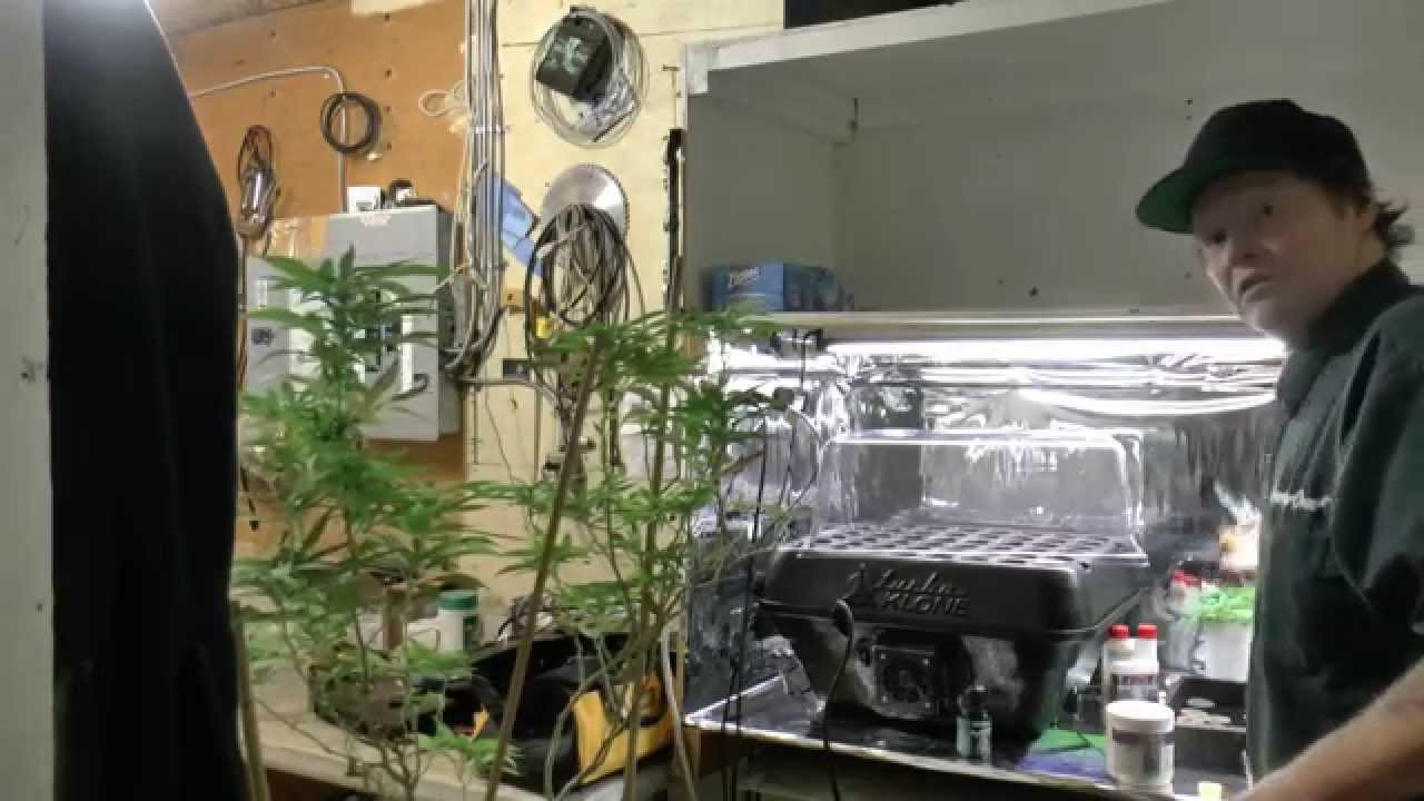Cannabis Cloning Made Easy Turbo Kloner vs Peat Pellets