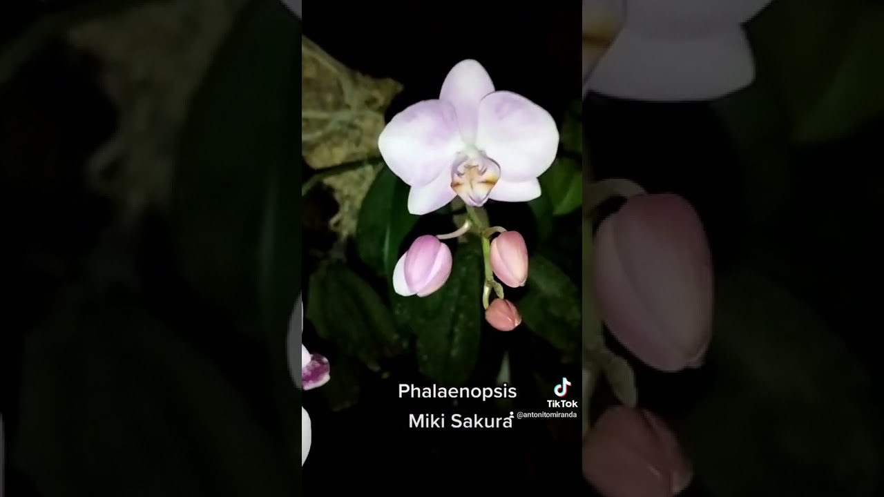 Phalaenopsis Miki Sakura