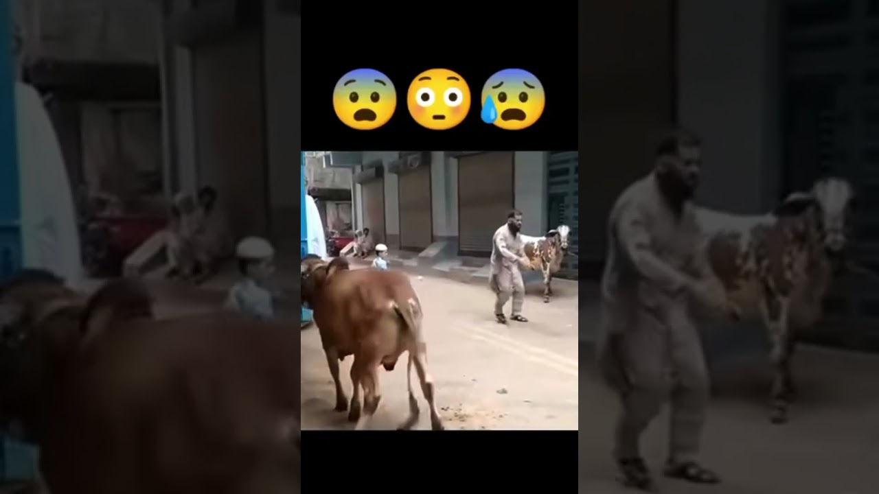 DANGEROUS COW KICK MAN 👨