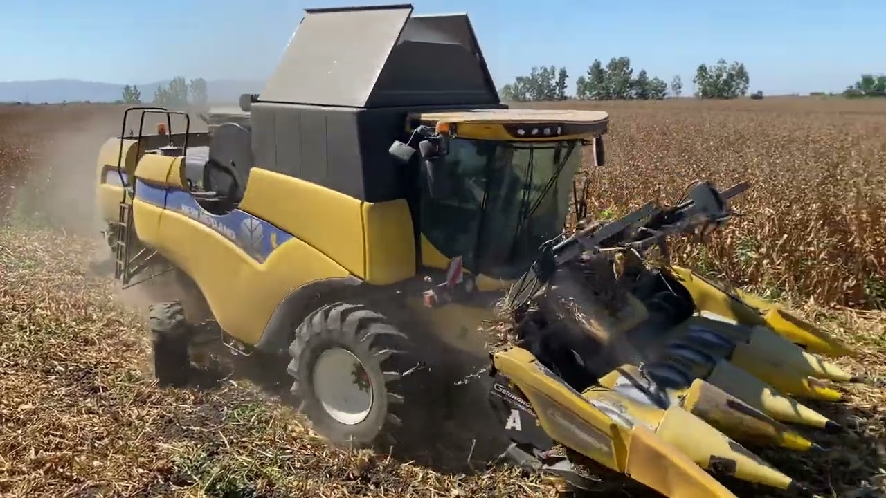 Newholland CX6.80 Mısır Hasatı Yapıyor 13-08-2025. Kösreli Ceyhan Adana
