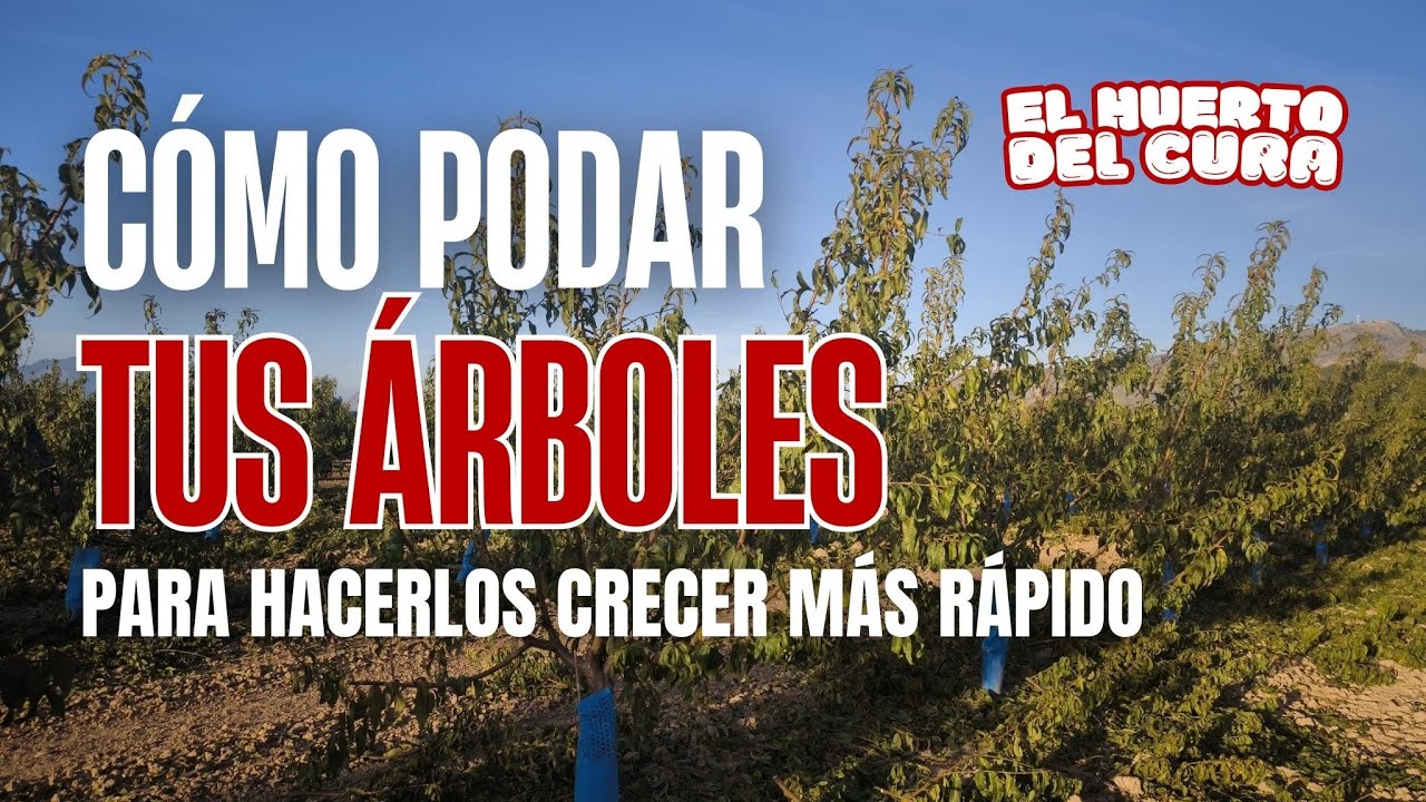 Cómo podar tus árboles para que crezcan rápido 🌱 | Poda paso a paso con explicación en pizarra