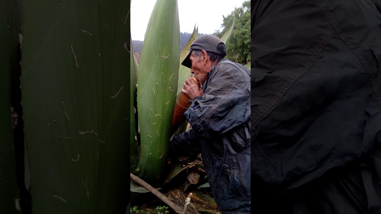 El Pulque