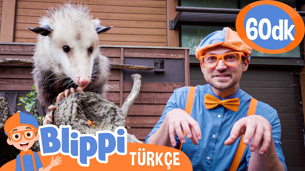 Blippi Hayvanat Bahçesine Gidiyor 🐭 Harika Hayvanları Öğrenelim 🐭 Blippi Türkçe