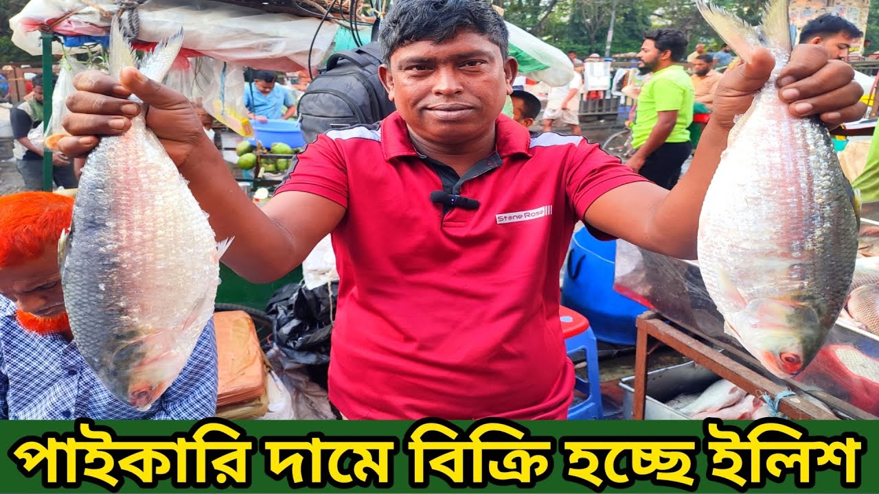 বাংলাদেশের সবচেয়ে বড় পাইকারী ইলিশের বাজার কেমন যাচ্ছে আজকের বাজারদর | Fish World Bhola