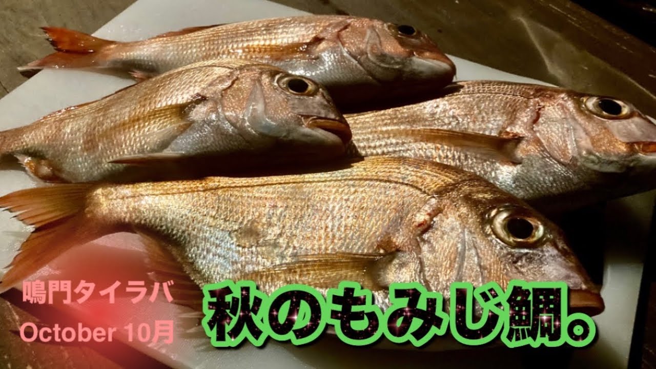 【タイラバ】秋のもみじ鯛を狙い、鳴門でタイラバ。 TFC offshore fishing #66