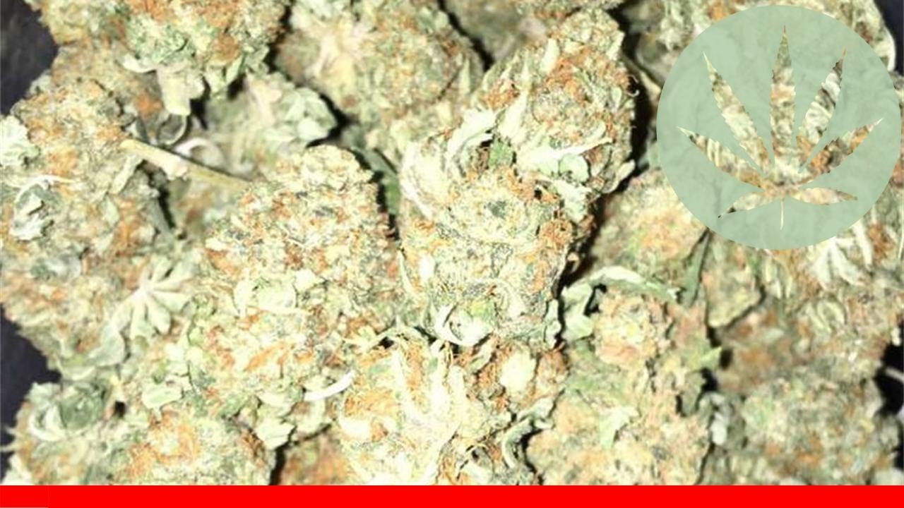 White Rhino - All About This Strain