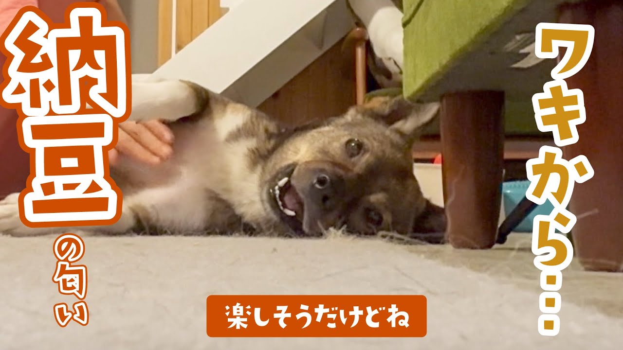 今年もチャーリーの脇が臭う件について…