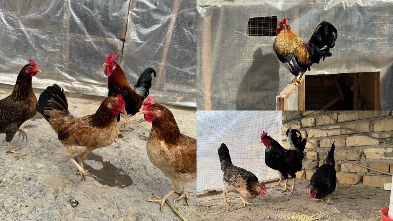 كيف استفاد من الدجاج 🐓+أو من الفراخ 🐥🐥؟؟