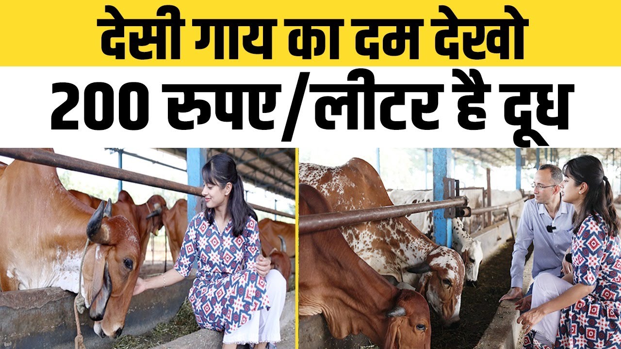 Delhi-NCR में 200 रुपए/लीटर दूध बेचने का हुनर, 6 नस्ल की देसी गायों का Successful Dairy मॉडल ।