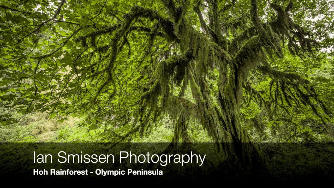 Landscape Photography #20 Hoh Rainforest, Olympic National Park