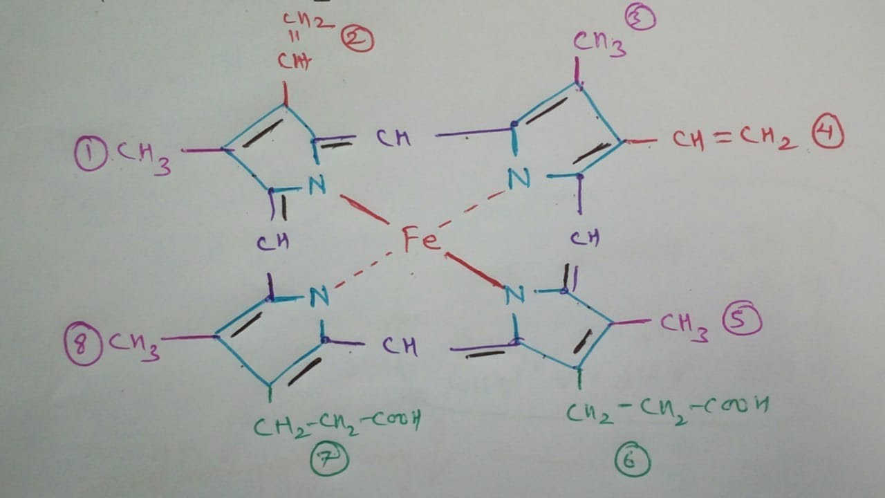 How to Draw Haemoglobin Molecule Structure | Heme  Molecule | TCML