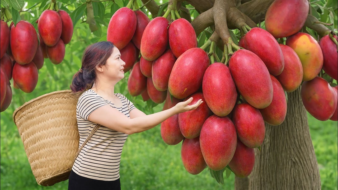 Harvesting Giant Rare Red Mangoes & Cooking Grilled Hybrid Catfish | Sold Out in Minutes