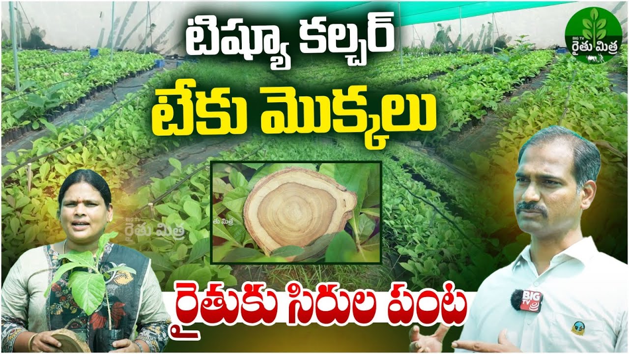 Teak Saplings,Tissue Culture | Tissue Culture Teak Plants | Teak Wood Farming | BIG TV Rythu Mithra