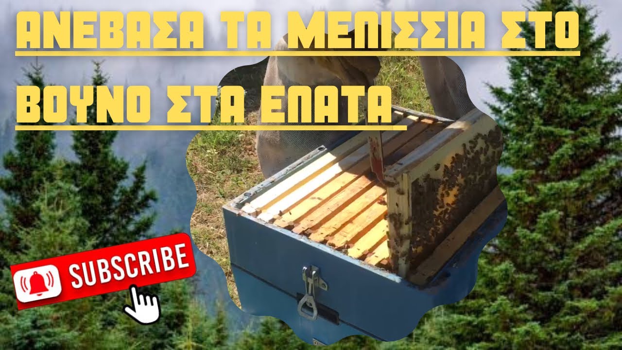 Ανέβασα τα μελίσσια στο βουνό στα έλατα  I took the bees to the mountain to the fir trees