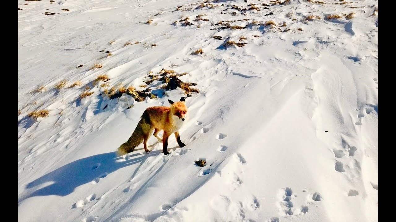 Dji mavic pro Türkiye - Arkadaşım Tilki / My Friend Fox, Erzurum, Turkey