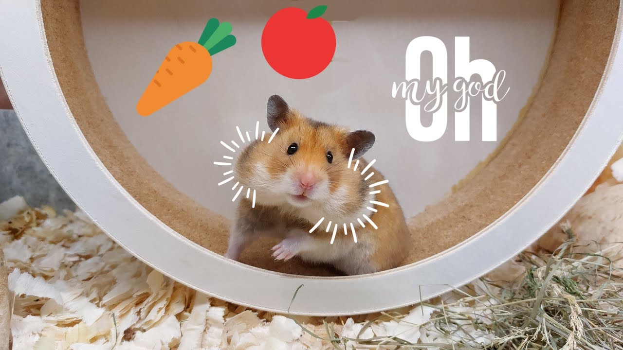 Hamster and his giant stuffed cheeks 👀