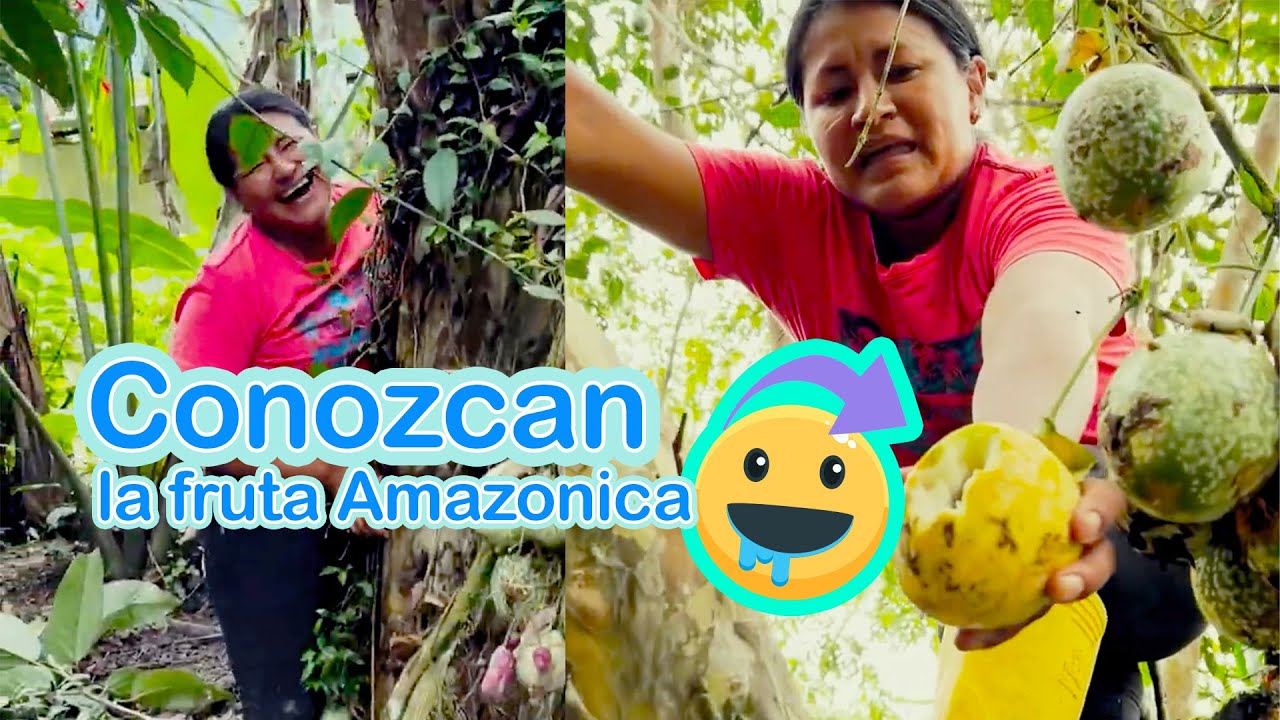 Conozcan el MUNCHIS fruta amazónica de nuestra selva.