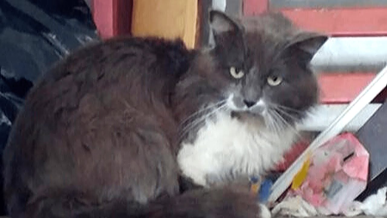 Unfassbar warum niemand diese Katze anfassen durfte...