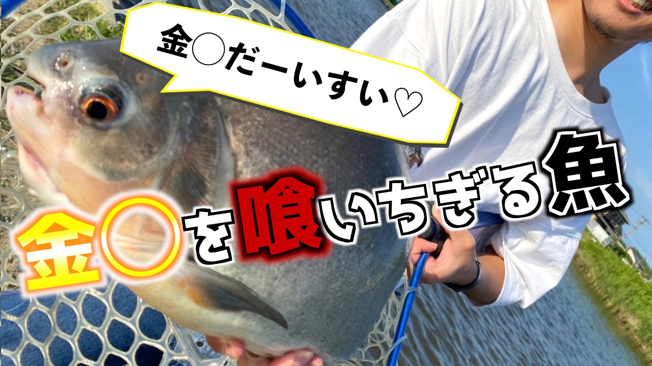 【怪魚】キン◯マを食べる魚を釣りまくる！！！【コロソマ】