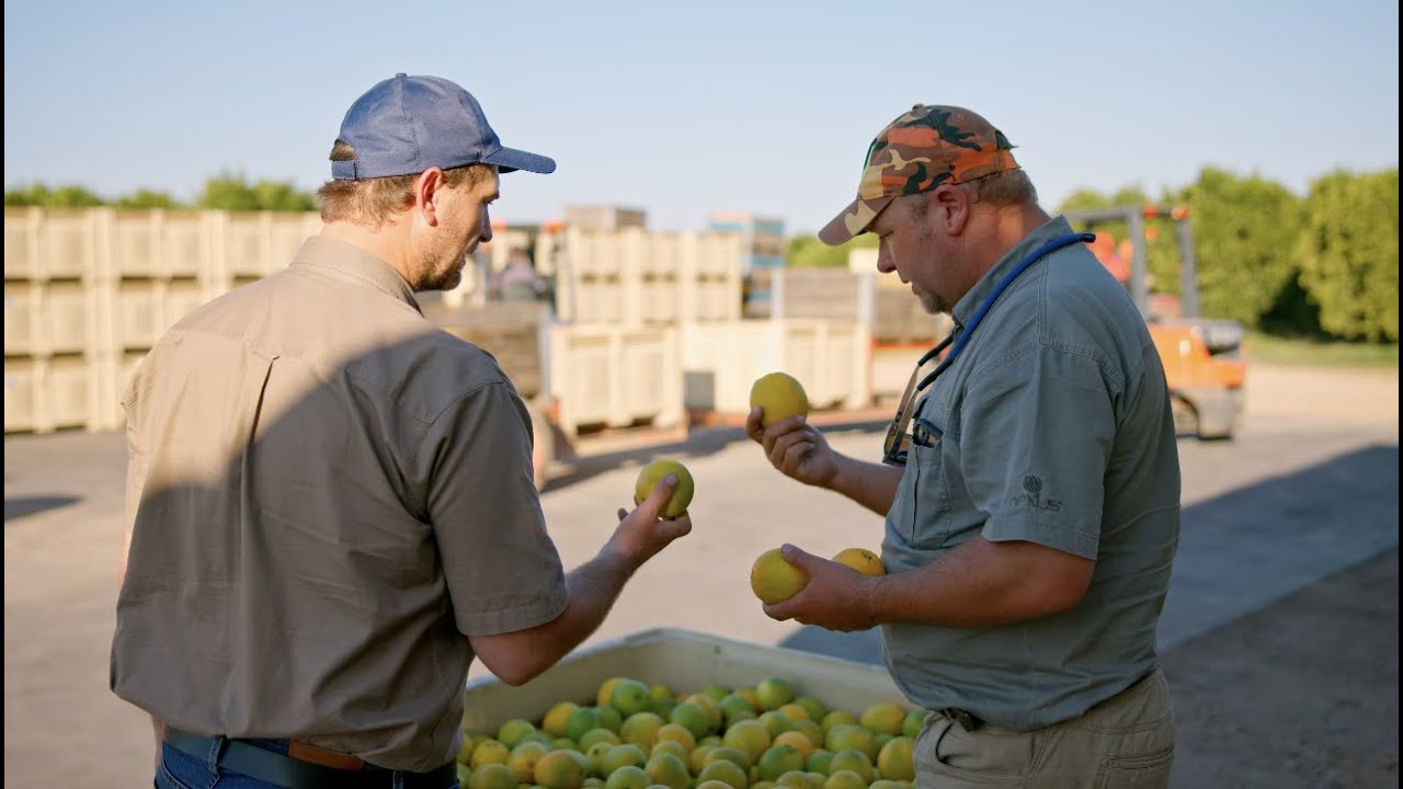 How Unifrutti uses TrueFruit by Aerobotics to Optimize Fruit Size