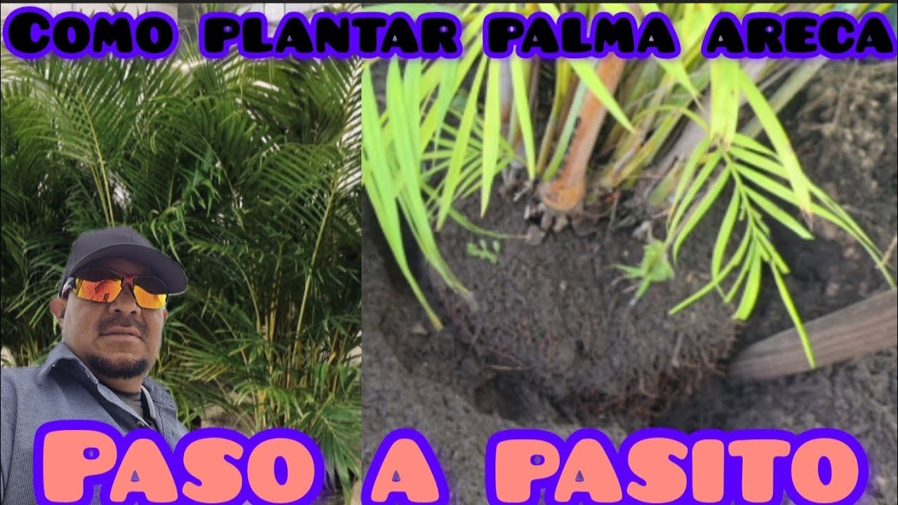 como plantar una palma areca paso a paso