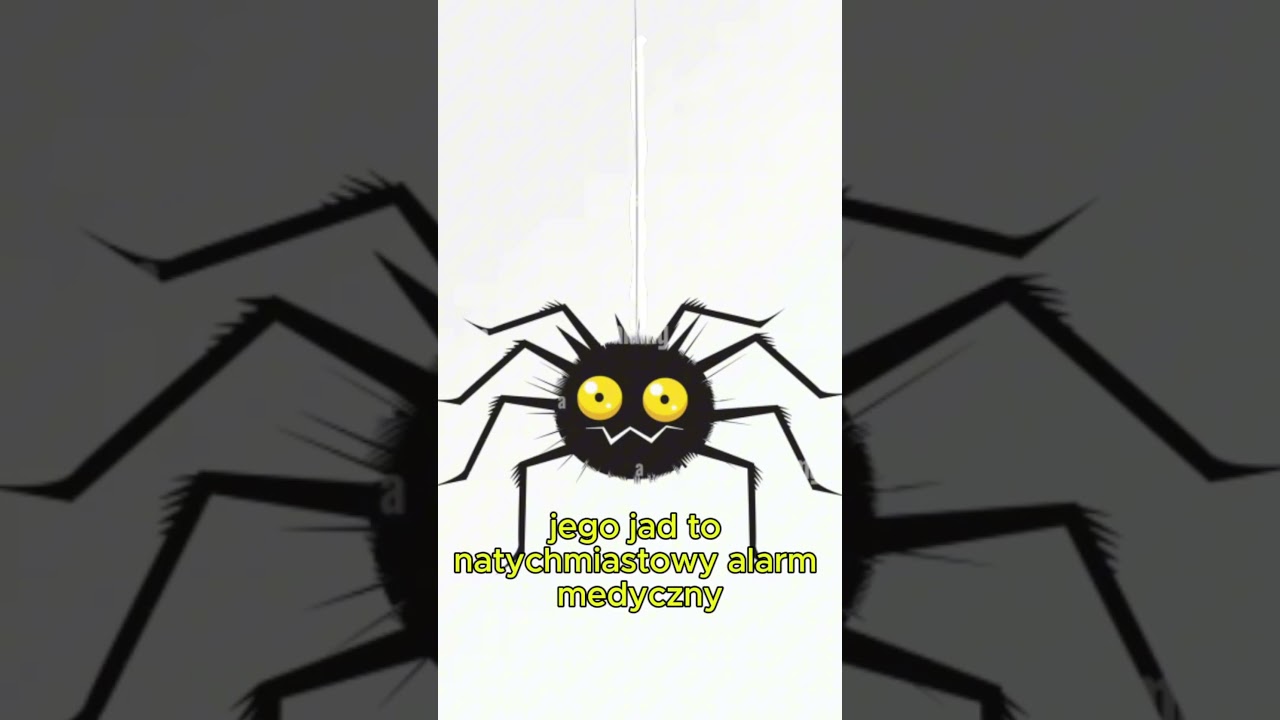 💀 TOP 5 NAJGROŹNIEJSZYCH PAJĄK&Oacute;W ŚWIATA!