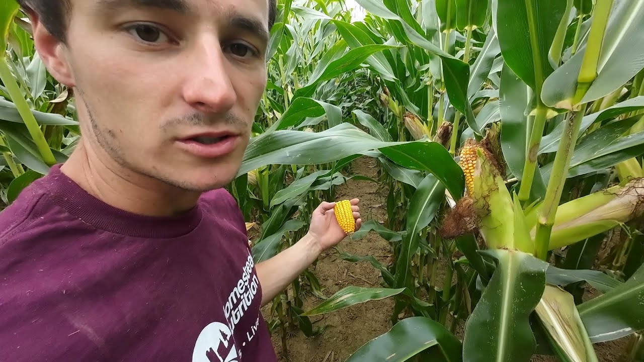 Checking Corn & Why not milking robots?