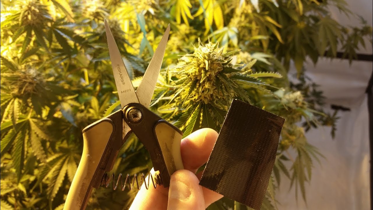Selectively Harvesting Cannabis