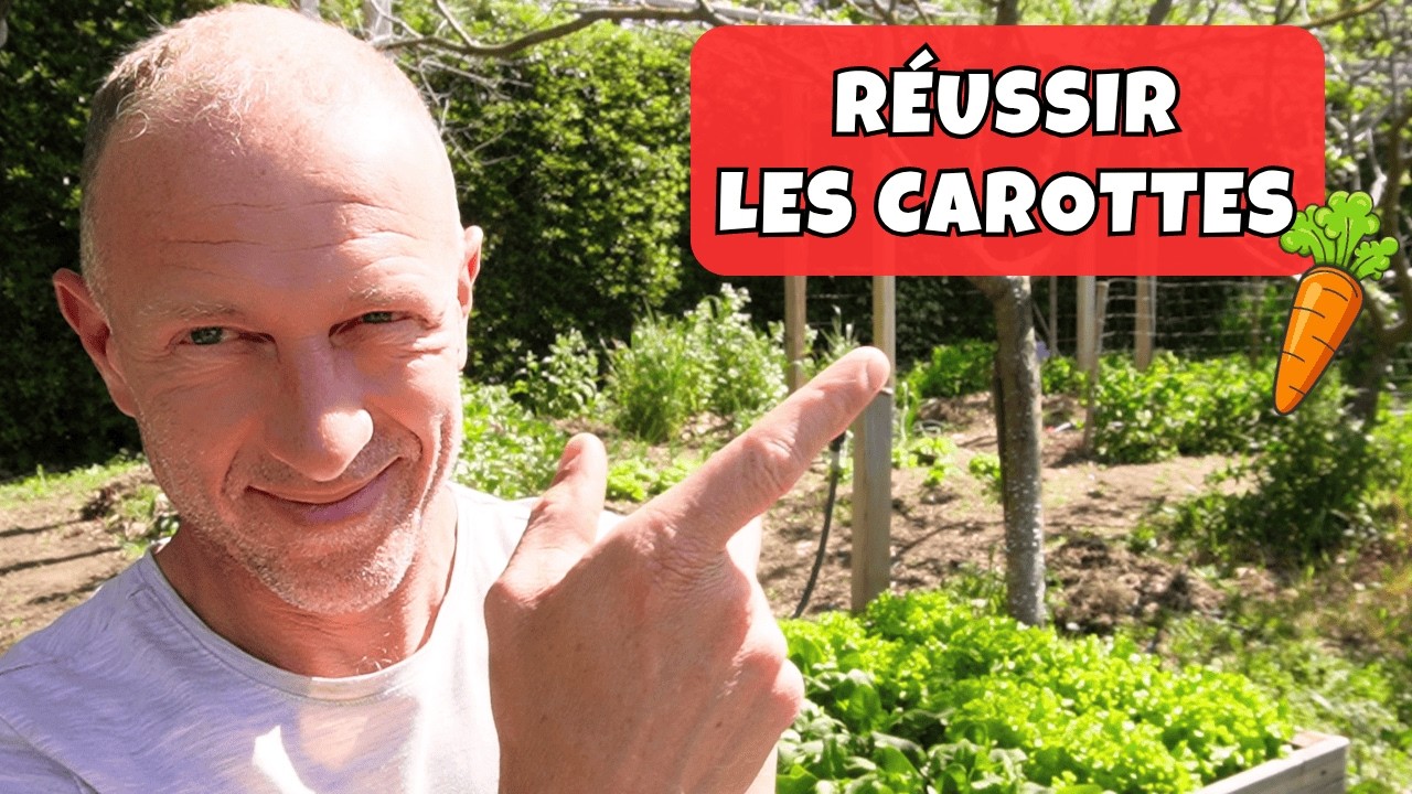 Comment r&eacute;ussir la carotte au potager familial