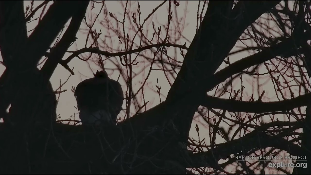 Decorah Eagles 2-4-26 HD brings the female an early food gift