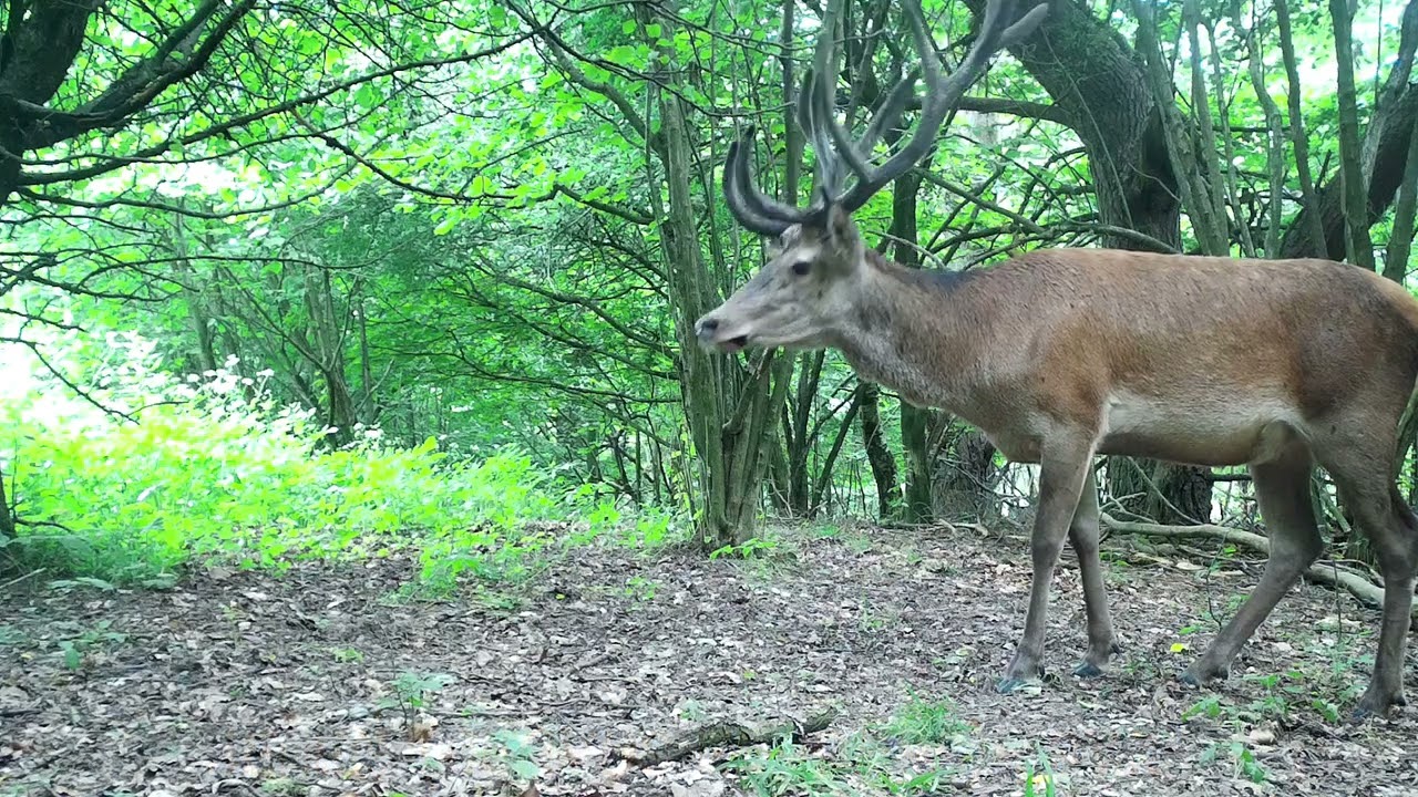 30-sekund&oacute;wki Jeleń (Cervus elaphus) ,,Byk''