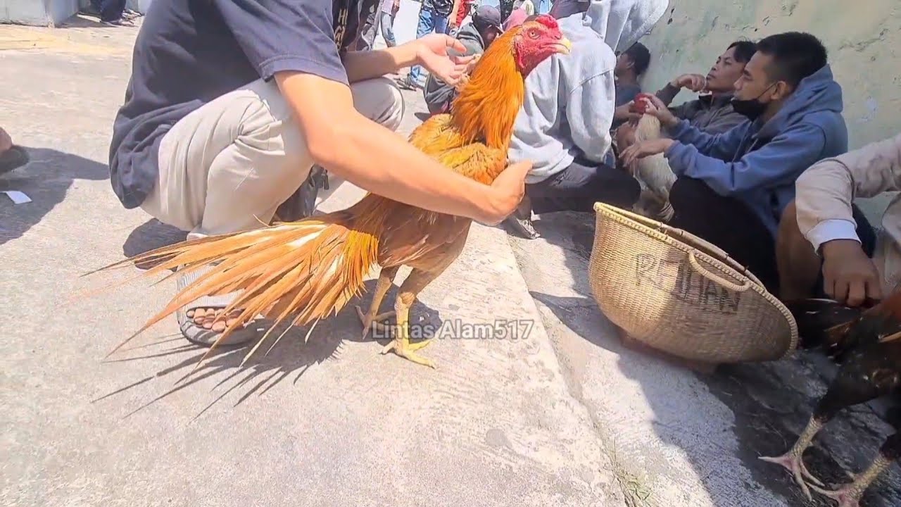 Mantap Pasar Ayem Bk Pedan Klaten Ada Ekor Lidi jos jis