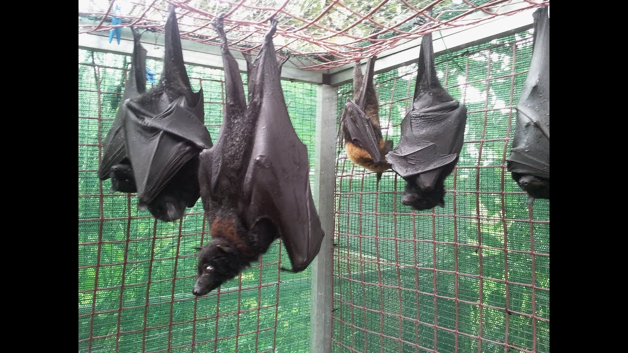 Baby Flying Fox Bat Spot Awake And Doesn't Get The Meaning Of Personal Space.