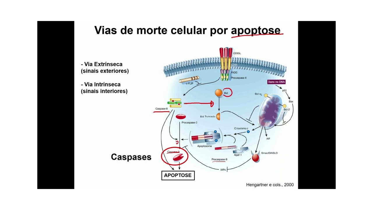 As vias intrinseca e extrinseca podem se combinar para induzir a apoptose?