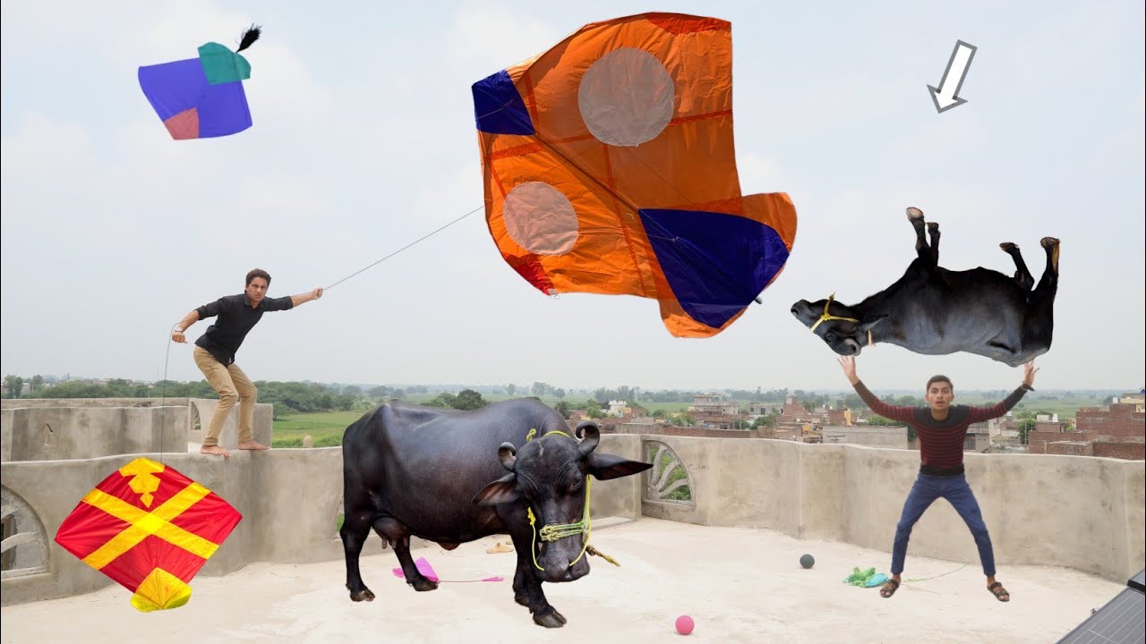 Kite Cutting Challenge Mukaram With Catch Big Cow 🐄