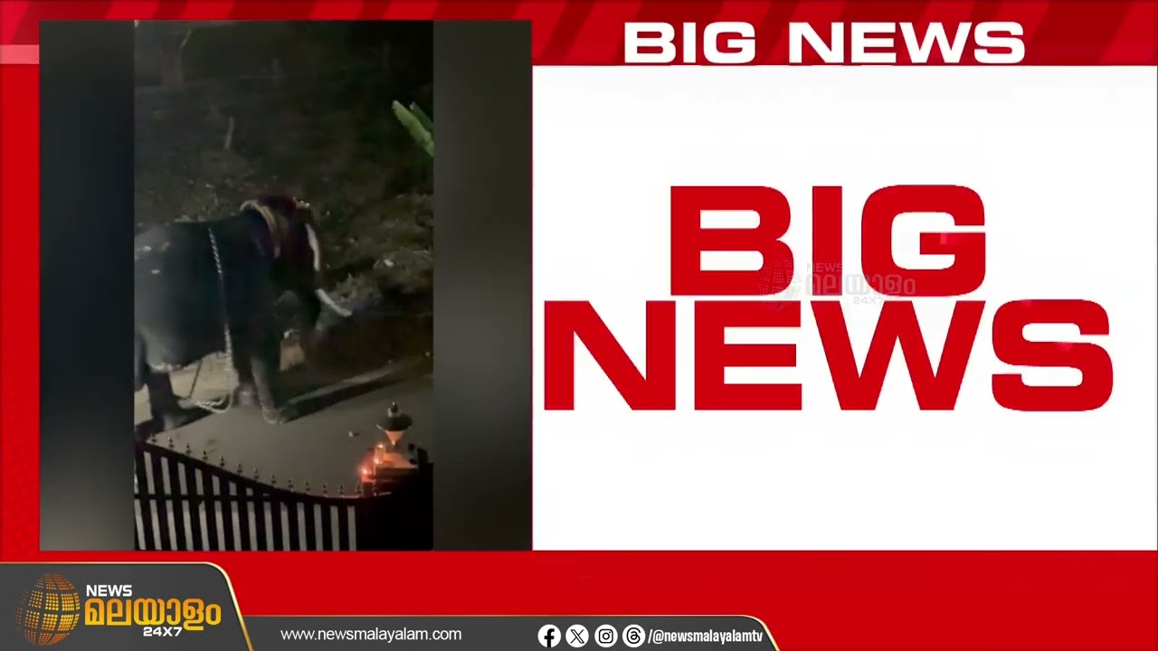നൂറനാട് ഉത്സവത്തിനെത്തിച്ച ആന ഇടഞ്ഞു; പാപ്പാന് ഗുരുതര പരിക്ക്, ആനയെ മയക്കുവെടി വെച്ചു