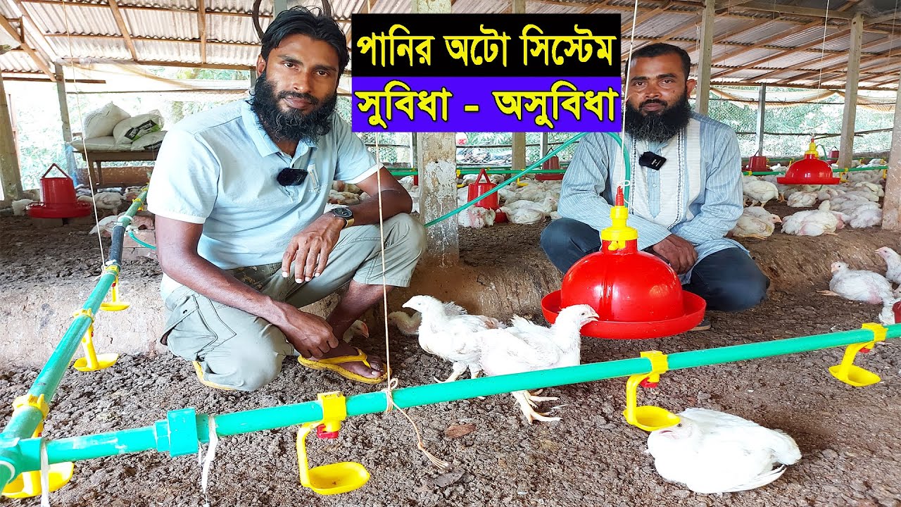 মুরগির খামারে পানির অটো সিস্টেম বেল ড্রিংকার এবং নিপল ড্রিংকারের সুবিধা-অসুবিধা ।। 01988883103