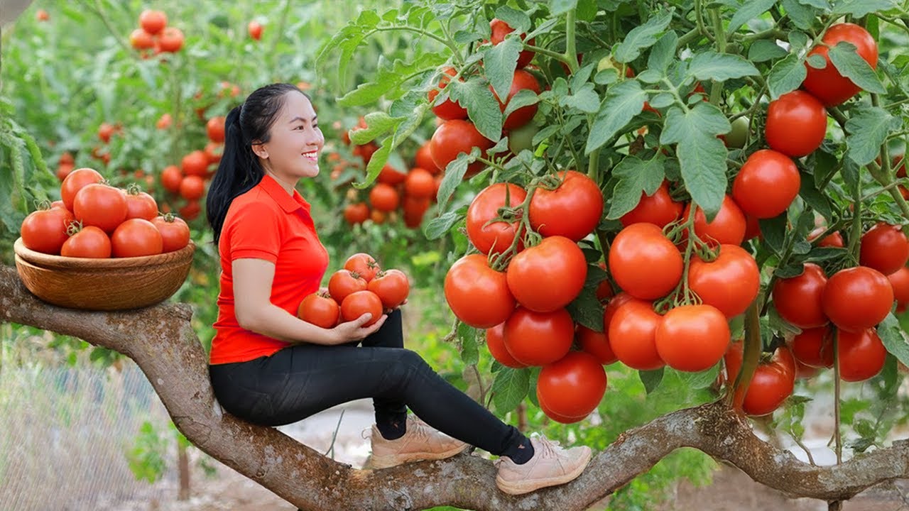 Emma Harvested Chocolate Tomato Thousands of Rare Dark Fruits in the Garden!