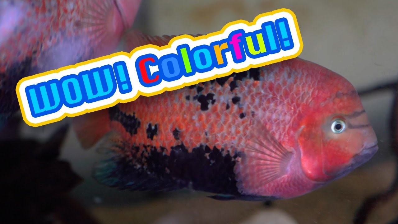 Amazing Female Vieja Synspilum / Melanura Cichlid Showing Off Her Colors!
