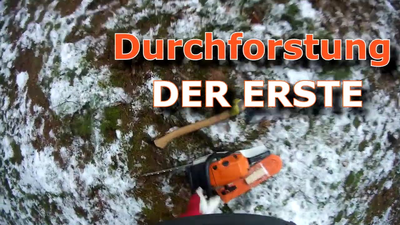 Durchforstung | DER ERSTE fällt: MS241c /m Sägenspezi Schneidgarnitur